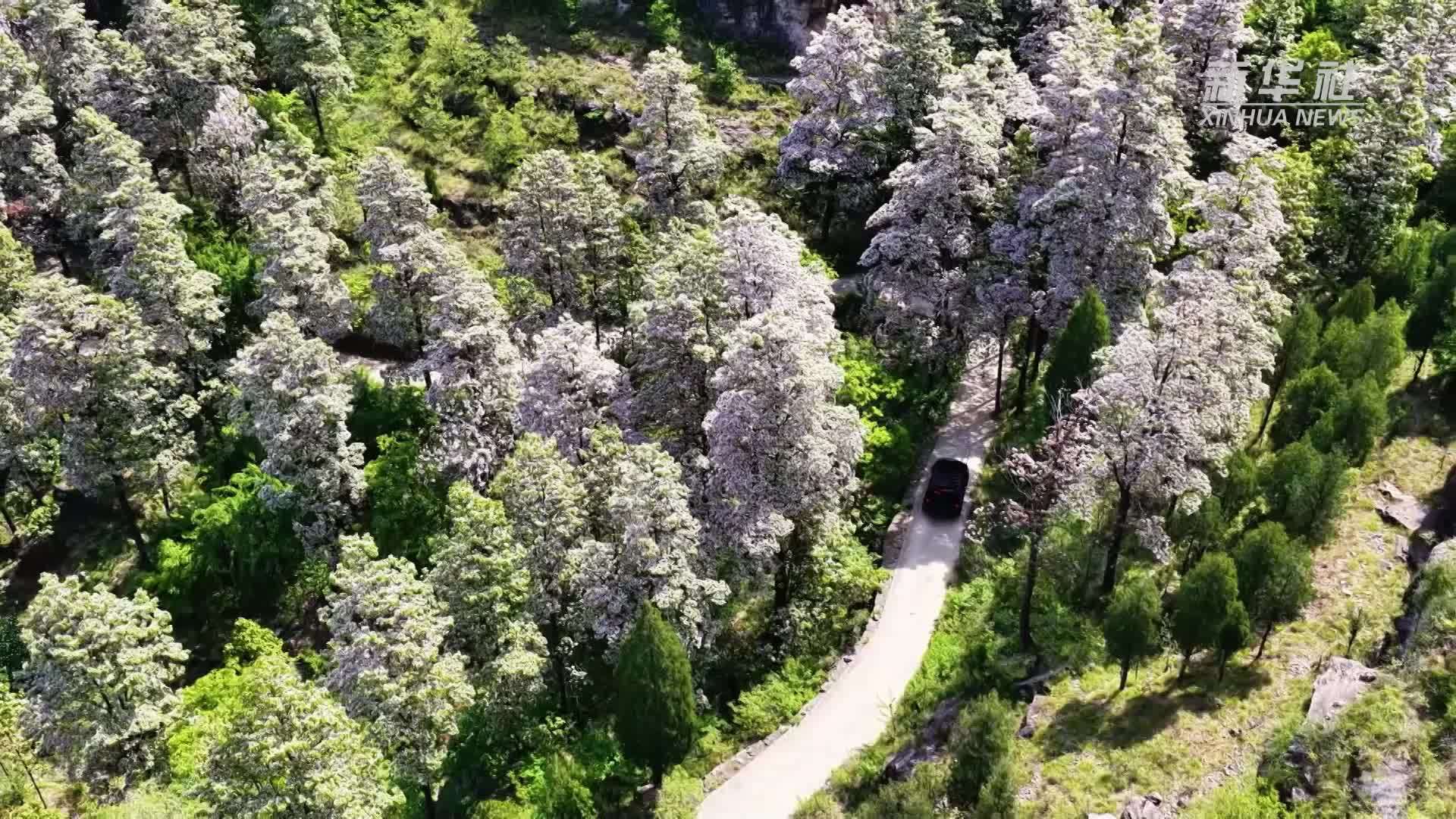 千城胜景｜枣庄山亭：楸树花开漫山野