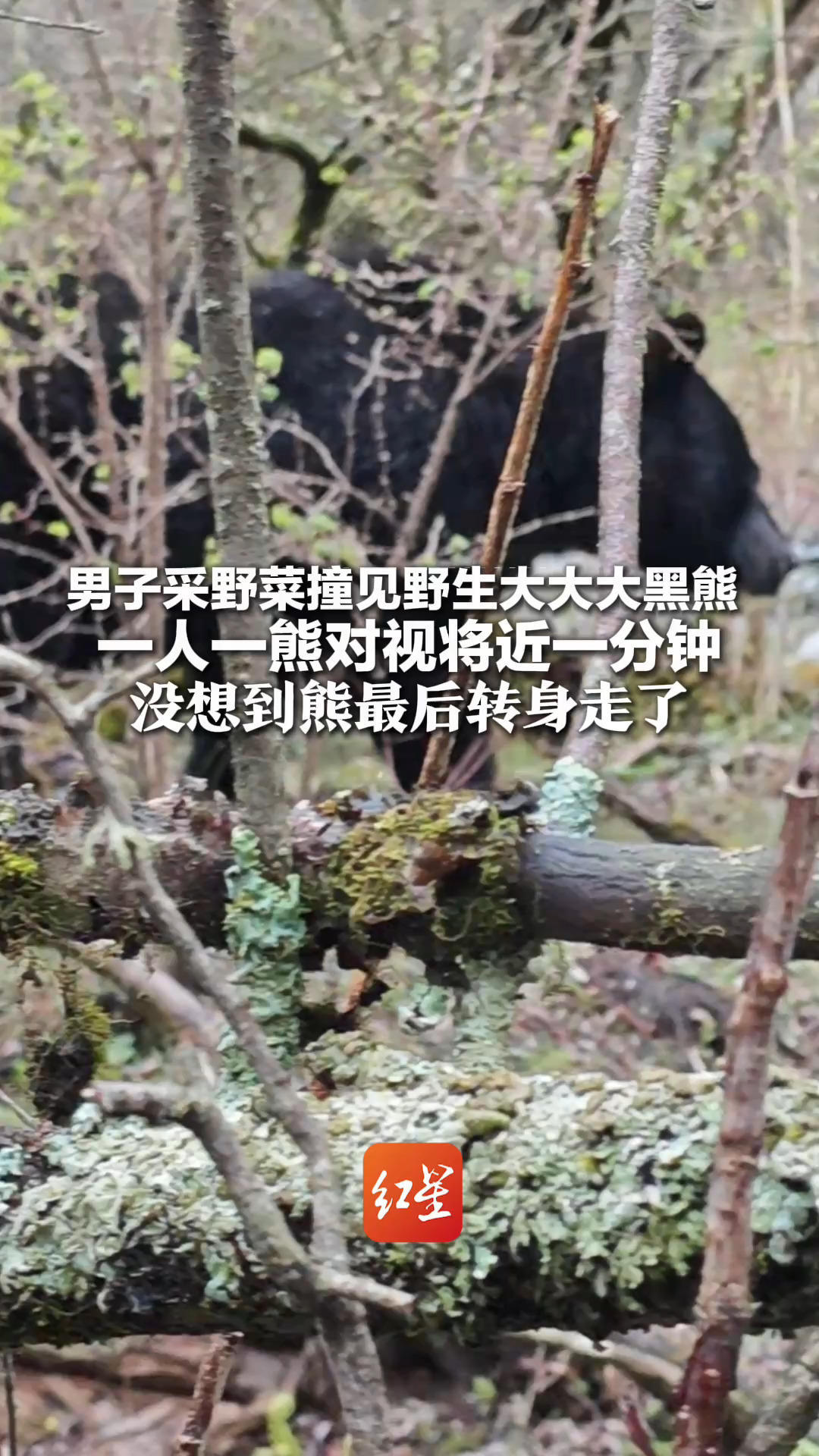 高山惊魂60秒！男子采野菜撞见野生大大大黑熊 一人一熊对视将近一分钟 没想到熊最后转身走了
