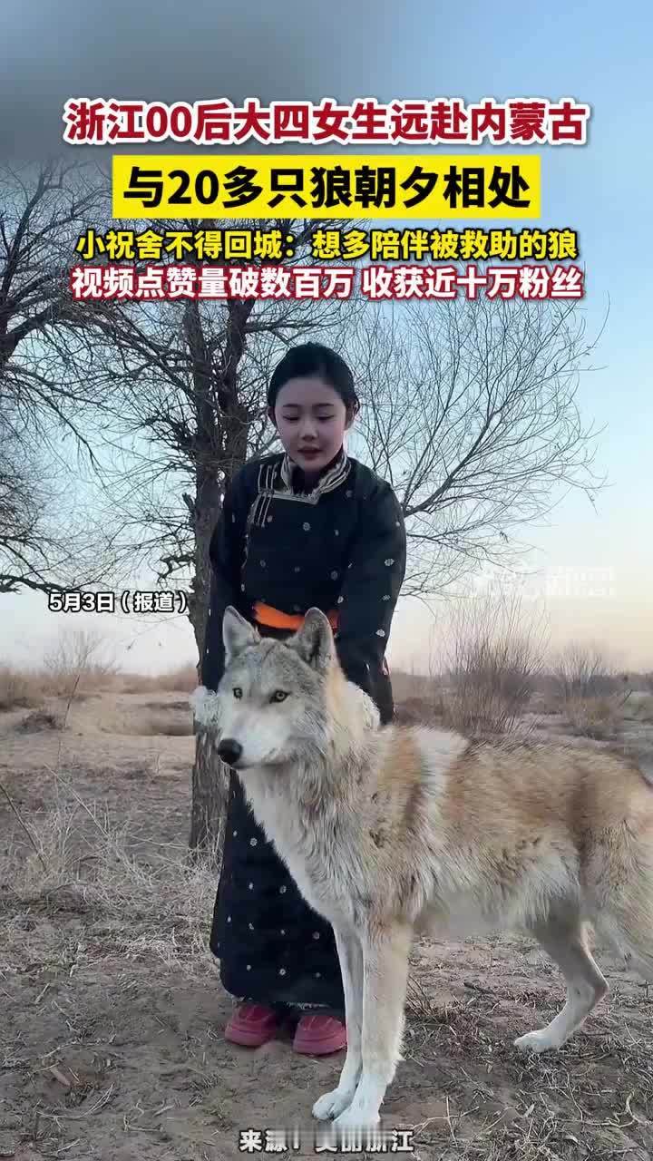浙江00后大四女生远赴内蒙古，与20多只狼朝夕相处，小祝舍不得回城：想多陪伴被救助的狼，视频点赞量破数百万 收获近十万粉丝#祝佳琪 #狼
