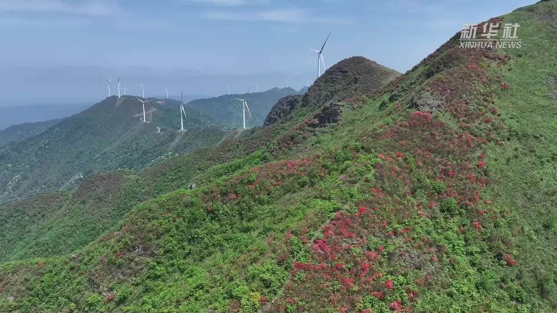 江西泰和映山红盛放