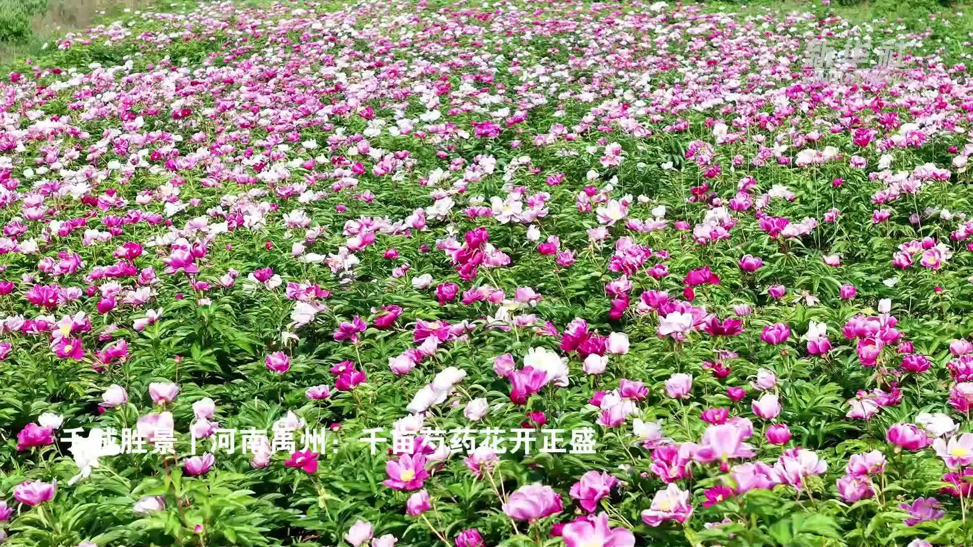 千城胜景｜河南禹州：千亩芍药花开正盛