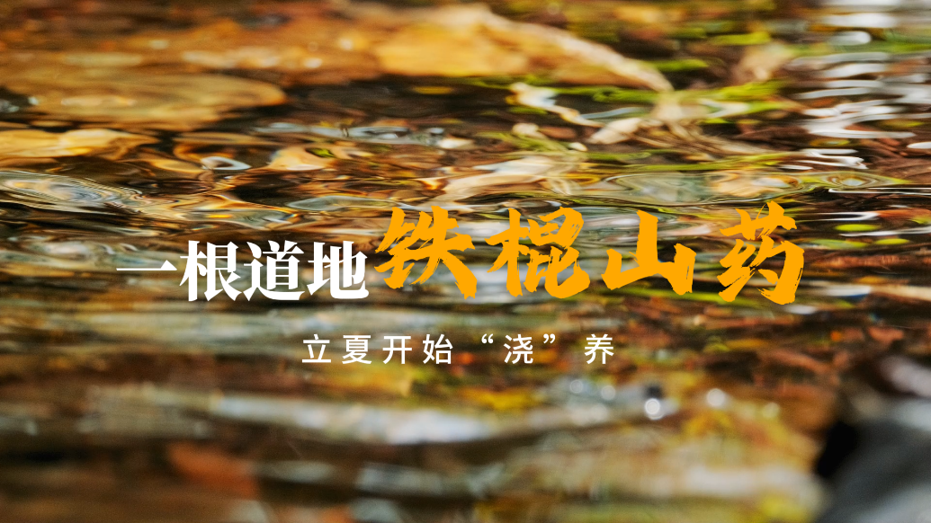 一根道地铁棍山药，立夏开始“浇”养