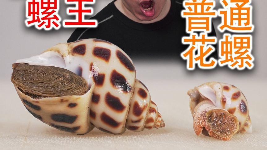 万里挑一的巨无霸方斑东风螺，一口一个都塞不下