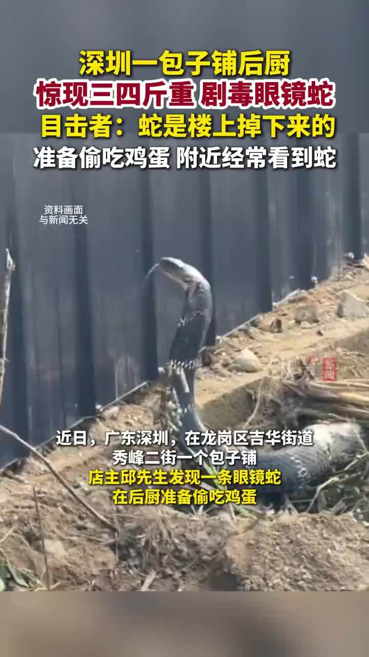 眼镜王蛇在包子铺偷吃鸡蛋被抓