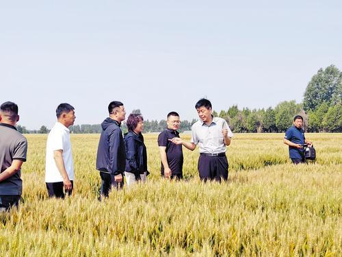 2025年5月29日，在鸡泽县蕾邦农作物种植专业合作社举办的“邯郸市小麦高产攻关培训会”上，合作社理事长们实地观摩“蕾麦118”品种示范田。（本报资料片）王莹摄
