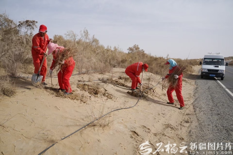 4月24日，塔里木沙漠公路生态防护林在补植苗木。王涛摄