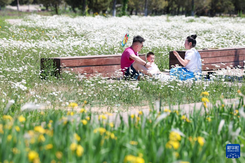 5月7日，人们在石家庄市境内的滹沱河畔休闲游玩。
