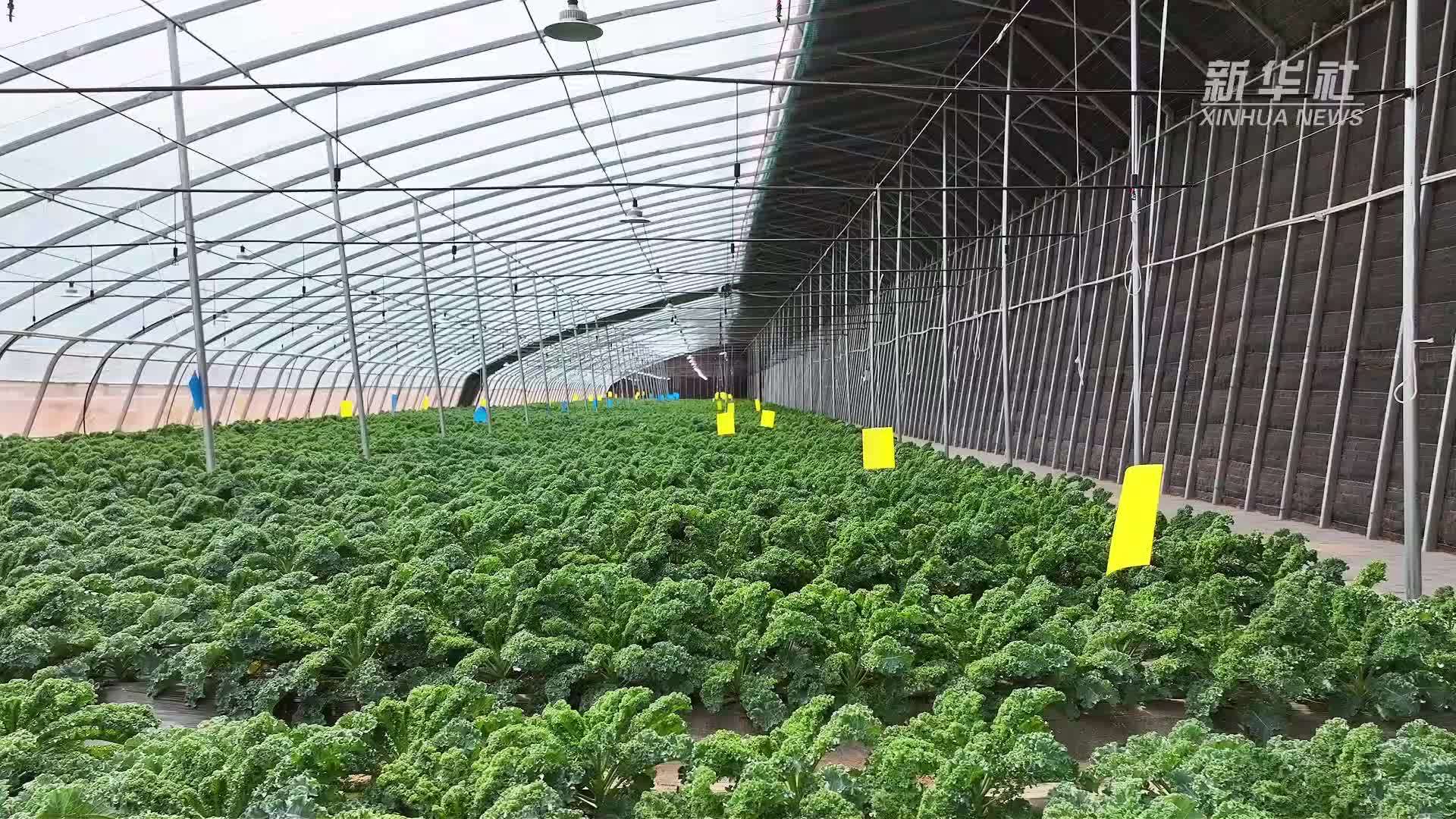 甘肃渭源：高原夏菜长势旺 羽衣甘蓝促增收
