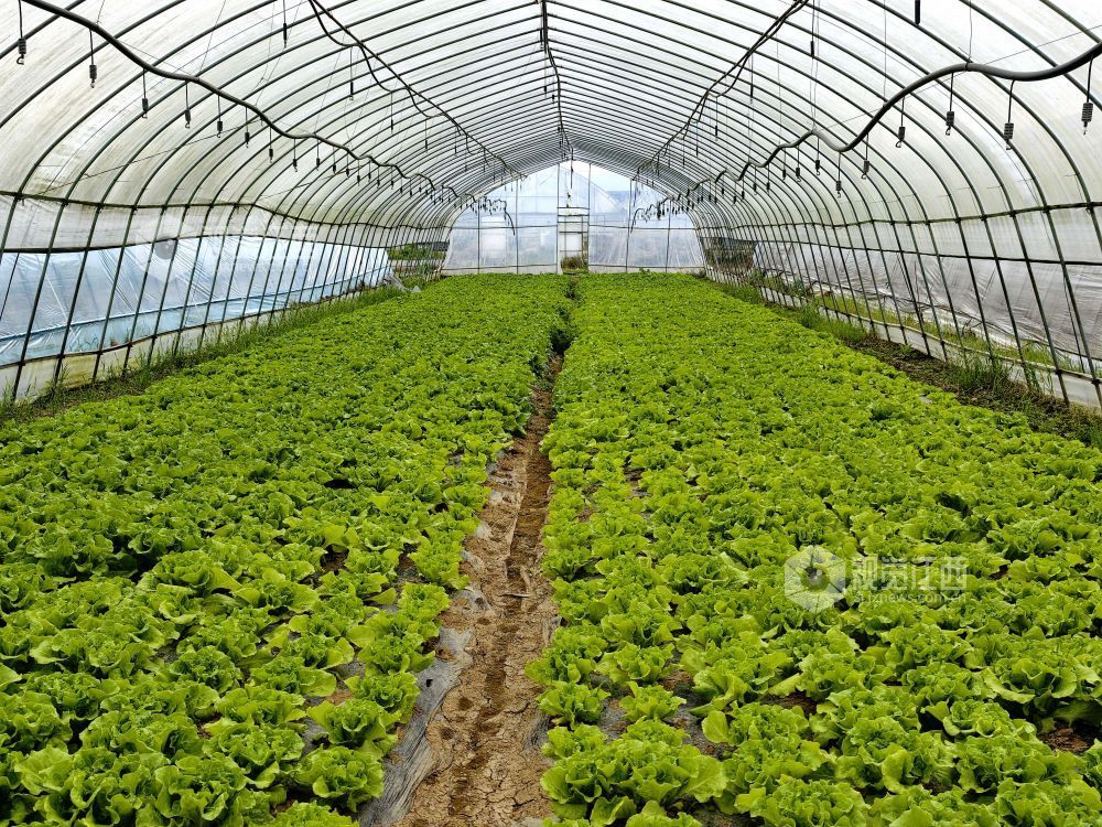 江西分宜：大棚蔬菜采收忙（图）