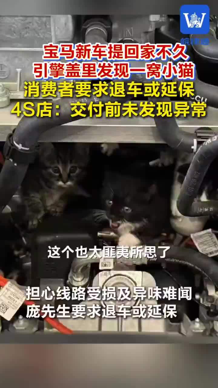 车主提宝马不久引擎盖里发现一窝猫