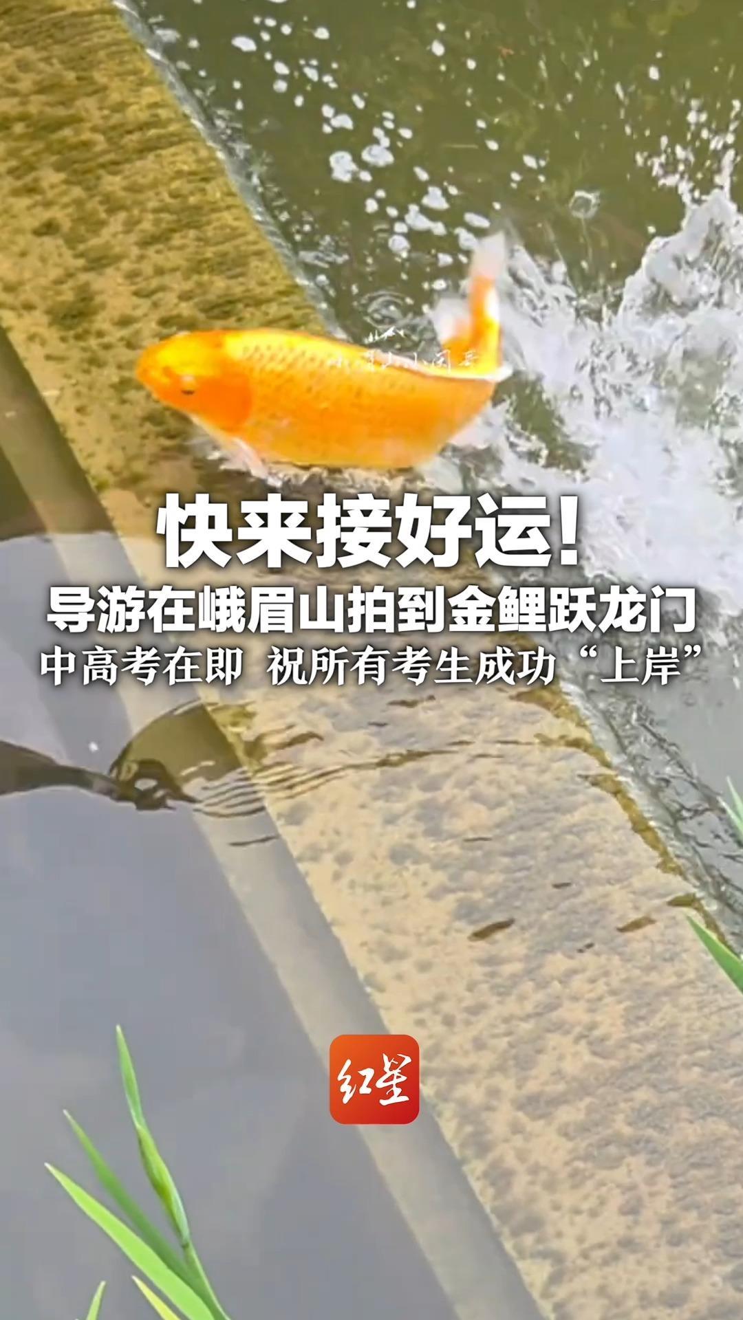 快来接好运！ 导游在峨眉山拍到金鲤跃龙门 2026中高考在即  祝所有考生成功“上岸”