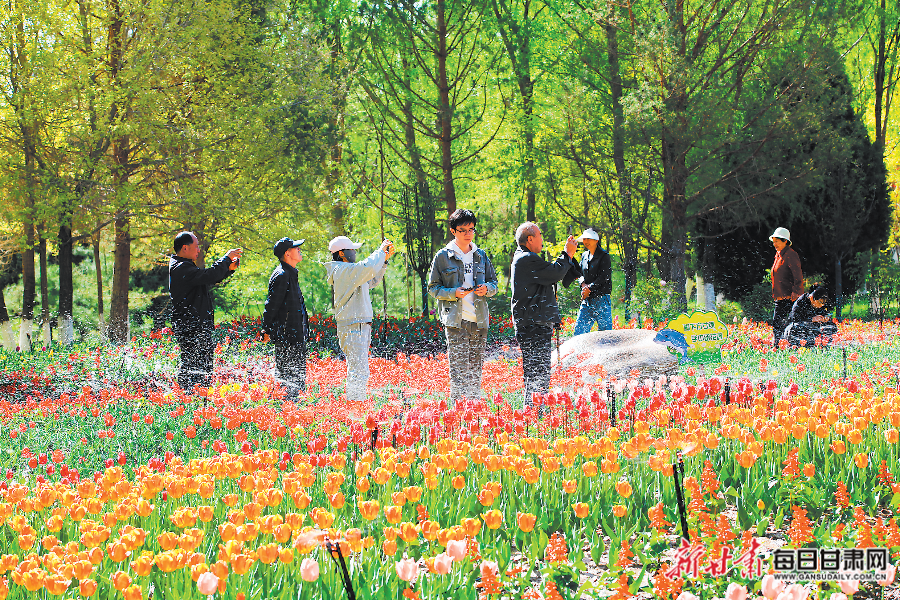 5月2日，嘉峪关市东湖生态旅游景区郁金香竞相绽放，吸引游客前来赏花、拍照。新甘肃&middot;甘肃日报通讯员　马玉福