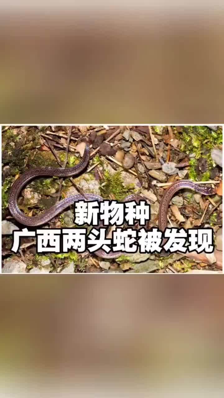 新物种广西两头蛇被发现