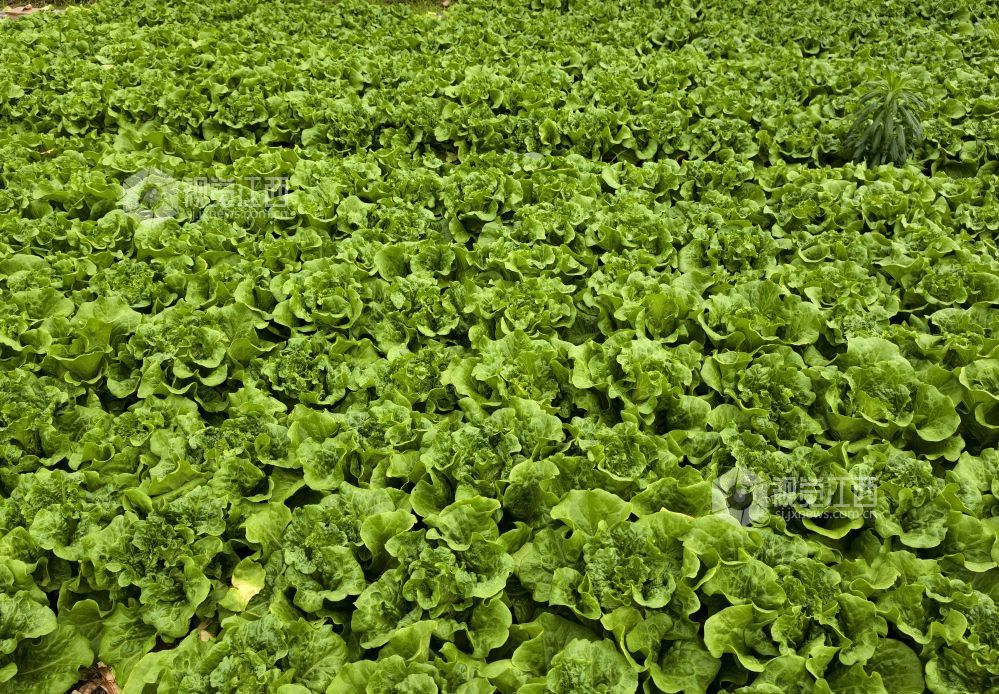 江西分宜：大棚蔬菜采收忙（图）