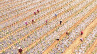 百香果管护忙、葡萄疏果精，吉安田间地头勤盼好“丰”光