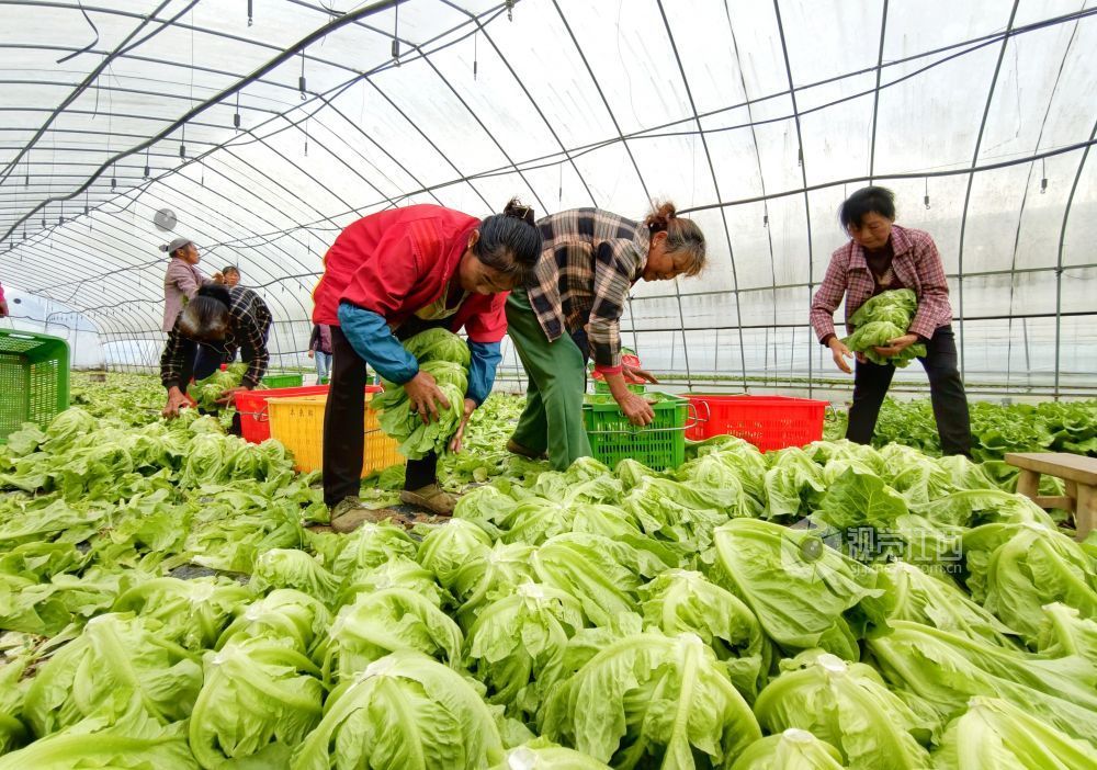江西分宜：大棚蔬菜采收忙（图）