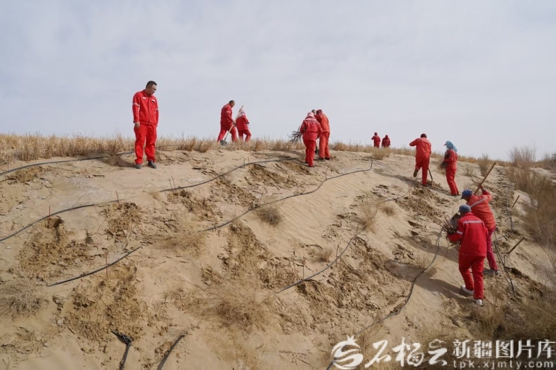 4月21日，工人在塔里木沙漠公路旁的沙丘上补植苗木。王涛摄