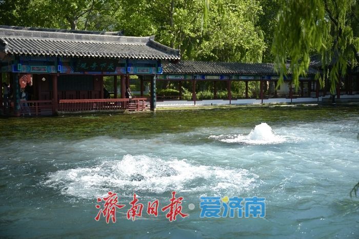 一年四季 泉在济南丨五泉齐涌如梅绽,清照故里韵悠长