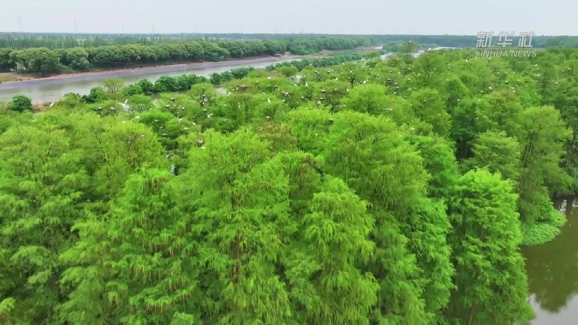 江西南昌：鄱阳湖夏候鸟迎来孵化期 栖息范围持续扩大