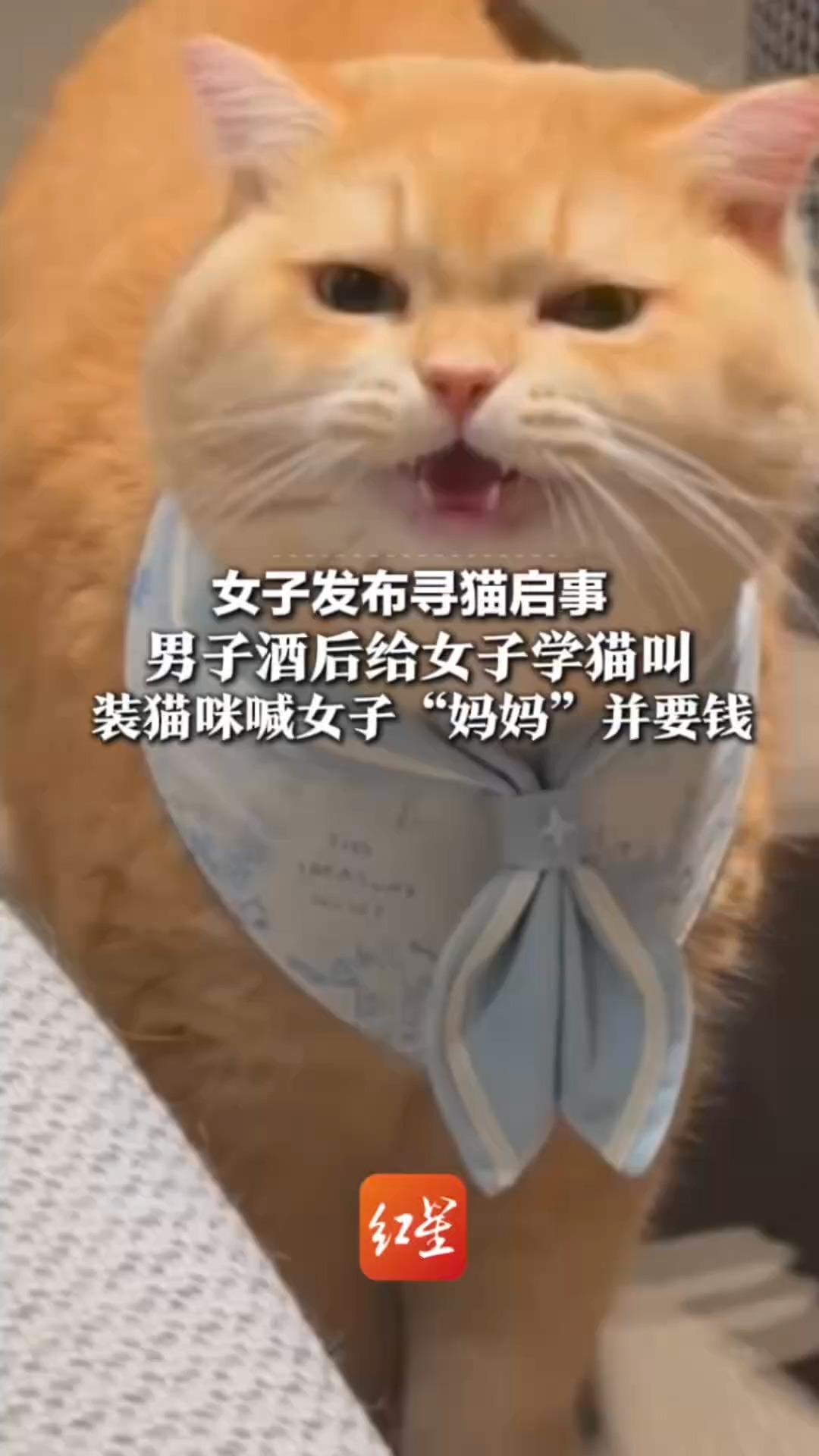 女子发布寻猫启事 男子酒后给女子学猫叫 装猫咪喊女子“妈妈”并要钱 警方：寻衅滋事 罚