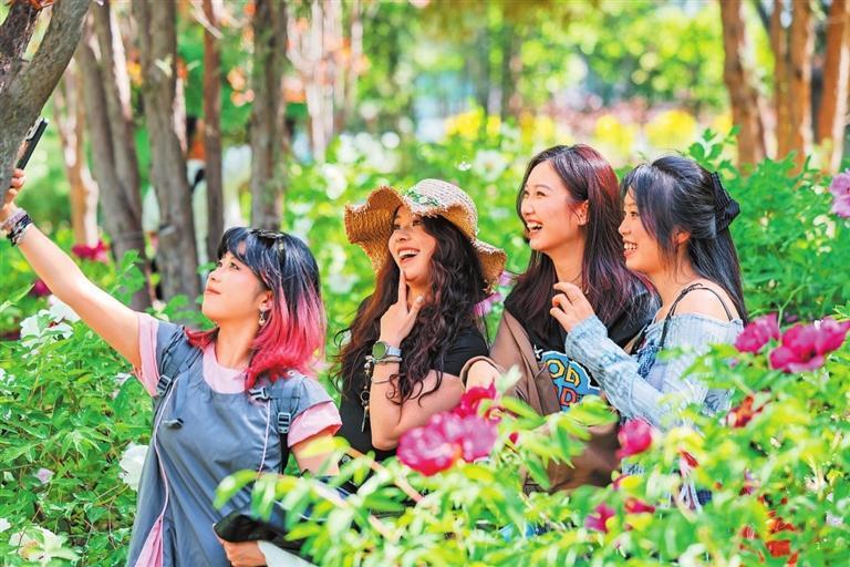 5月4日，兰州植物园的各色牡丹花进入盛花期，百余株牡丹竞相绽放，吸引市民游客前来打卡赏花。新甘肃&middot;甘肃日报记者　冯乐凯