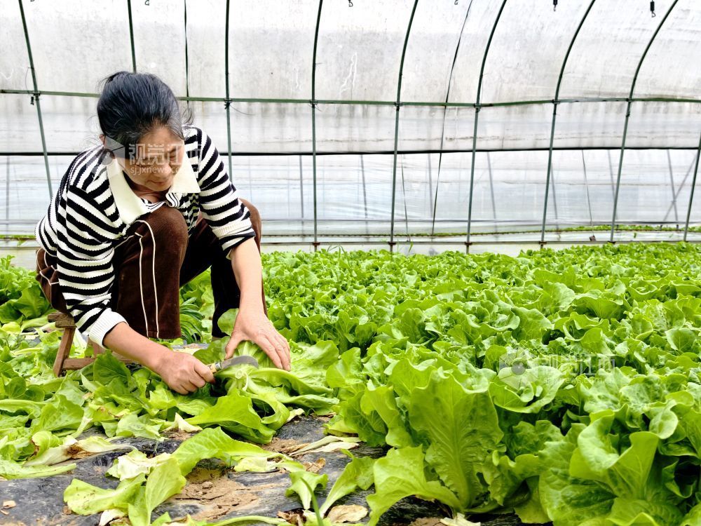 江西分宜：大棚蔬菜采收忙（图）