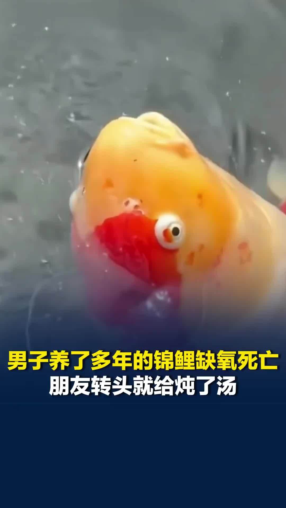 山东一男子养了多年的锦鲤缺氧死亡，朋友转头就给炖了汤：20多斤的鱼，扔了可惜