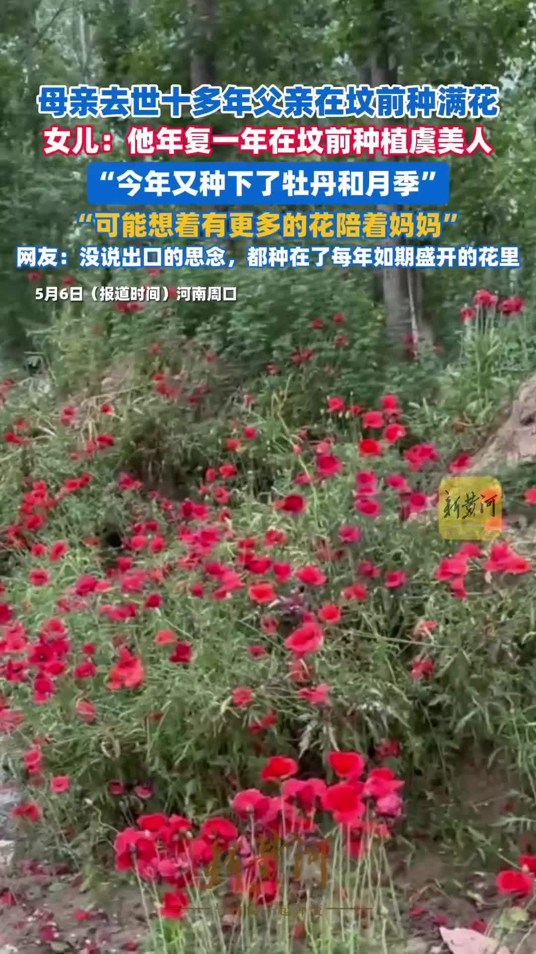 女子父亲在去世10多年妈妈的坟前种满鲜花：他日复一日种满虞美人，今年又种了牡丹和月季