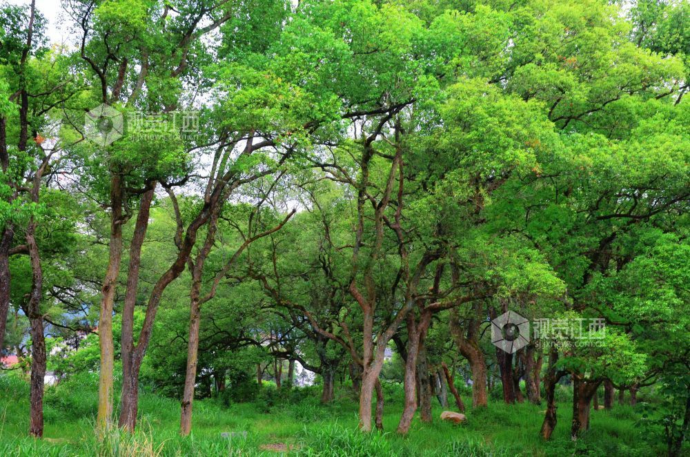 江西省永新县龙源口镇黄陂洲景区，两百余棵百年古樟连片成林，蔚为壮观。