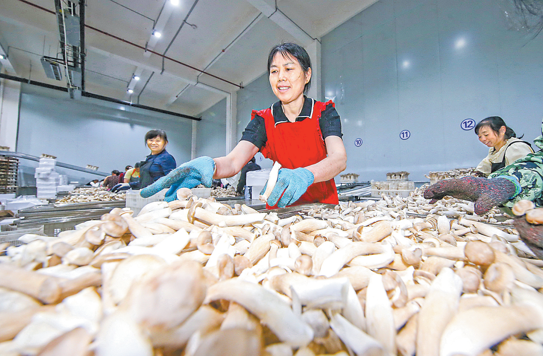 变废为宝！广昌鹿茸菇抢“鲜”上市，年产值破亿元