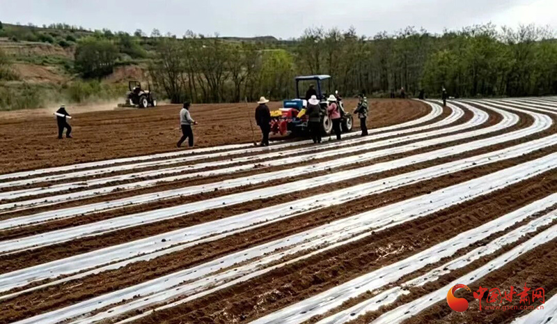 村民们紧跟农机开展大豆玉米播种、施肥、覆土压实等作业
