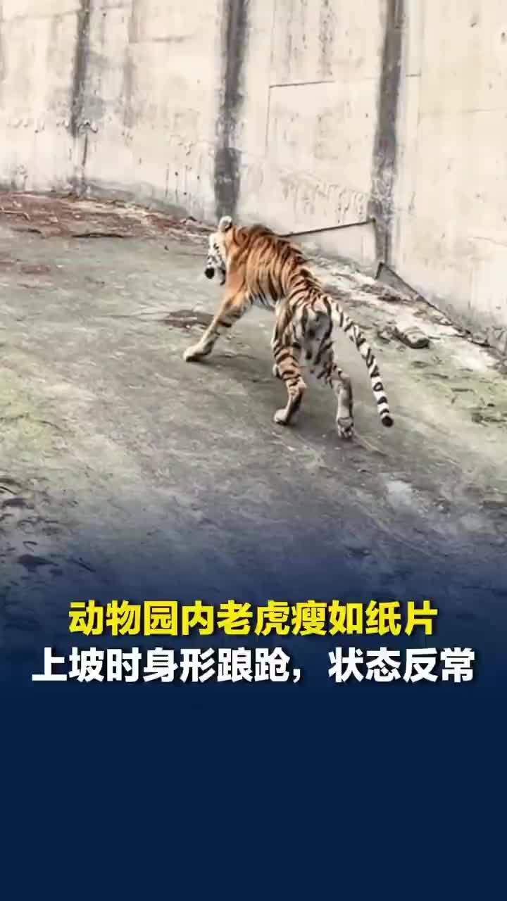 四川一动物园老虎瘦如纸片，当地回应动物园老虎瘦如纸片：高龄东北虎，几个月前生病被抢救回来