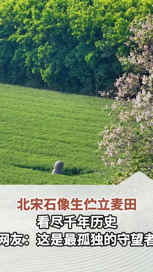 河南巩义，北宋“七帝八陵”的石像生伫立麦田。风吹麦浪，仿佛把千年历史吹醒了。网友：这是最孤独的守望者。#此生必去巩义宋陵 #河南dou知道
