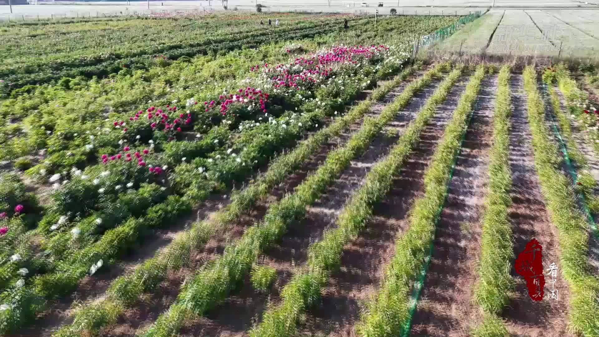 千城百县看中国·赏花季｜河北徐水：芍药花开 惊艳沃野