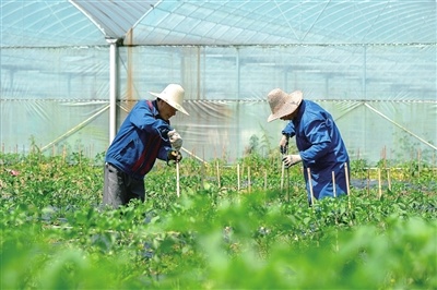 江西萍乡：辣椒大棚连成片，村民增收笑开颜（图）