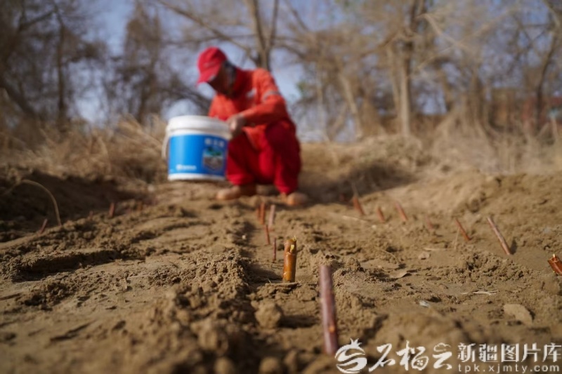 4月20日，一位工人在为刚补种的苗木浇水。王涛 摄