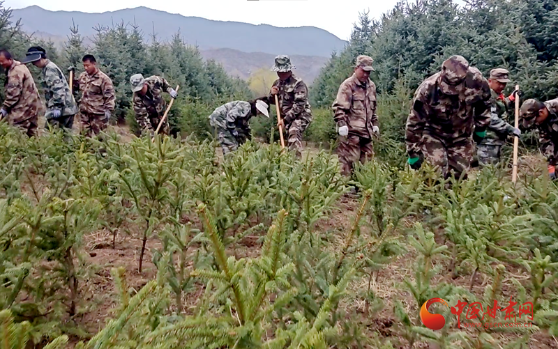 雷昌虎和同事们参加义务植树劳动