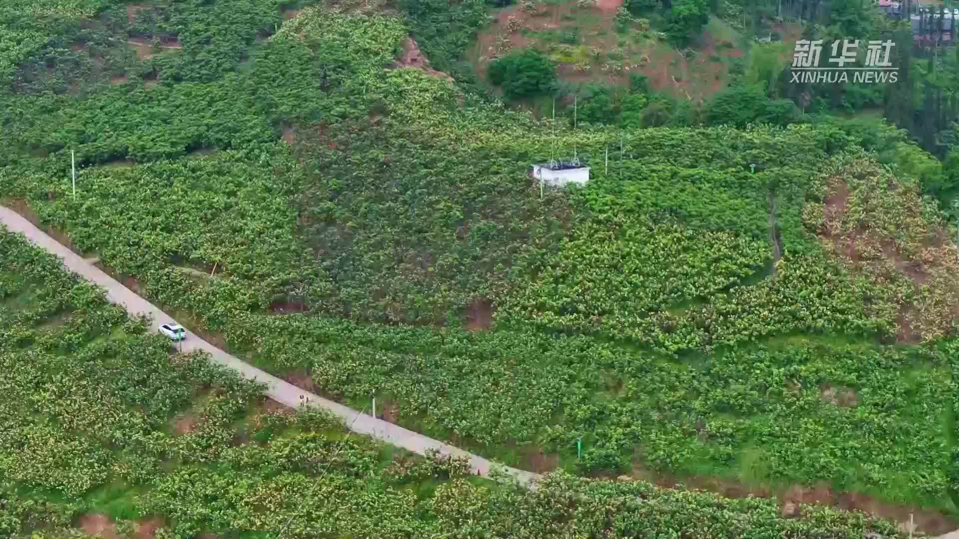 云南绥江万亩枇杷甜蜜上市
