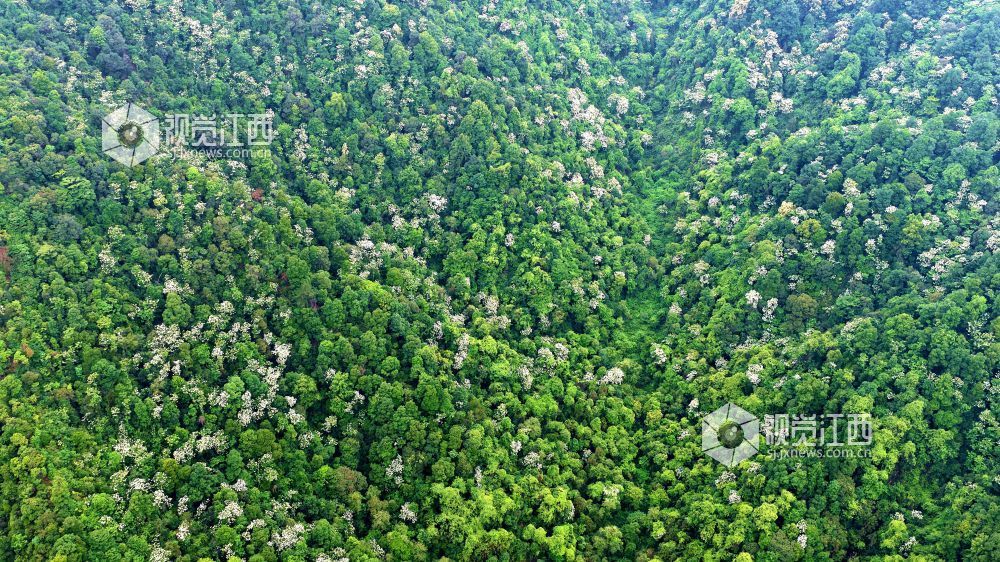 2026年5月12日，俯瞰江西省吉安市峡江县玉笥养生谷景区，漫山遍野的油桐花绽放枝头，宛如白雪飘落在丛林间，风景美如画。