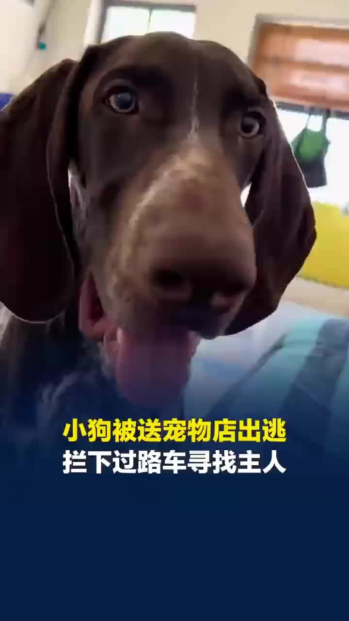 狗狗被送宠物店后出逃拦车寻找主人，狗狗车流中拦下每辆与主人相似车辆