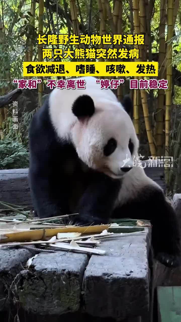 长隆野生动物世界通报两只大熊猫突然发病 食欲减退、嗜睡、咳嗽、发热“家和”不幸离世“婷仔”目前稳定