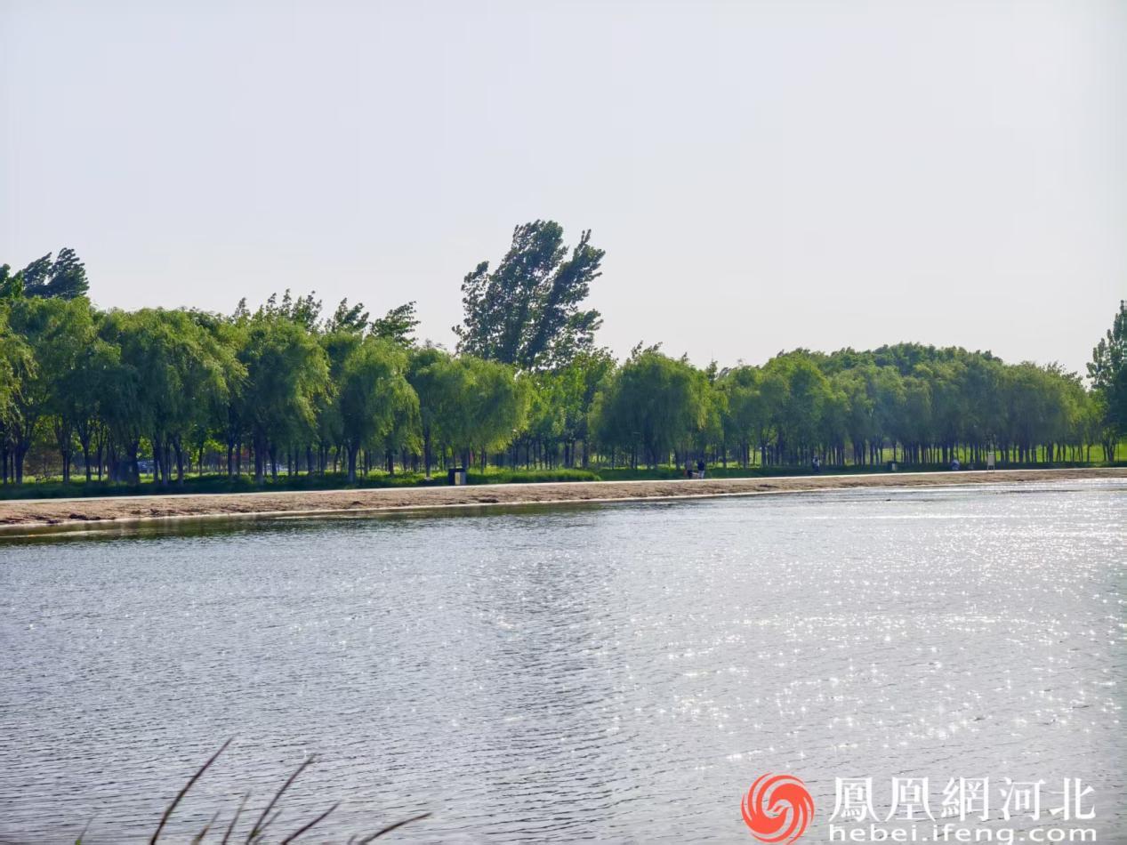 滹沱河畔垂柳成荫碧水粼粼风光正好