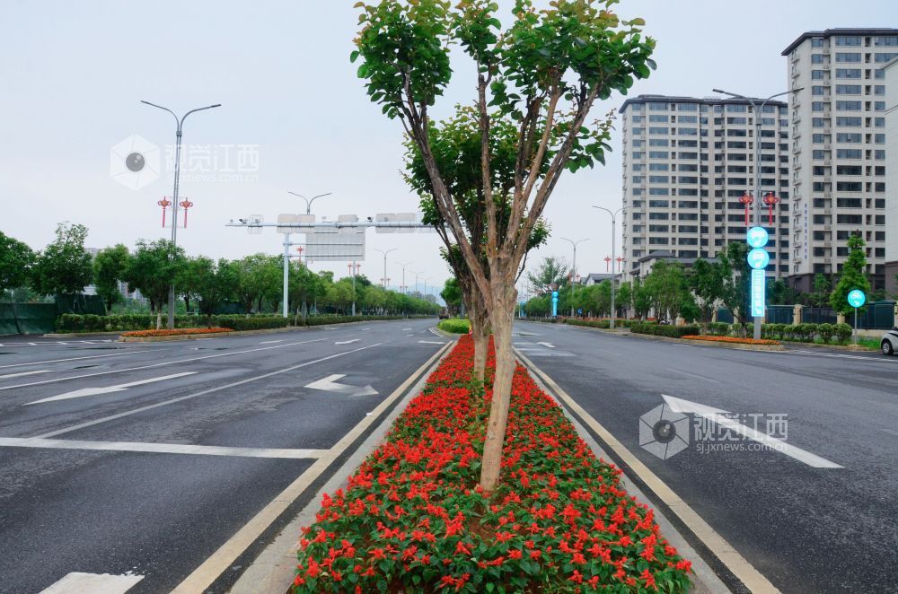 5月9日，在江西省吉安市永新县城区周边道路上，道路中央绿化带内的一串红鲜艳夺目。