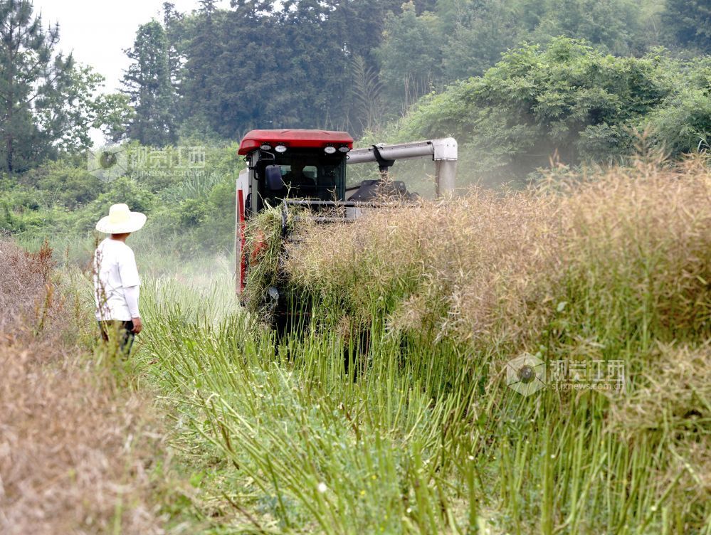 江西分宜：收割油菜籽（图）