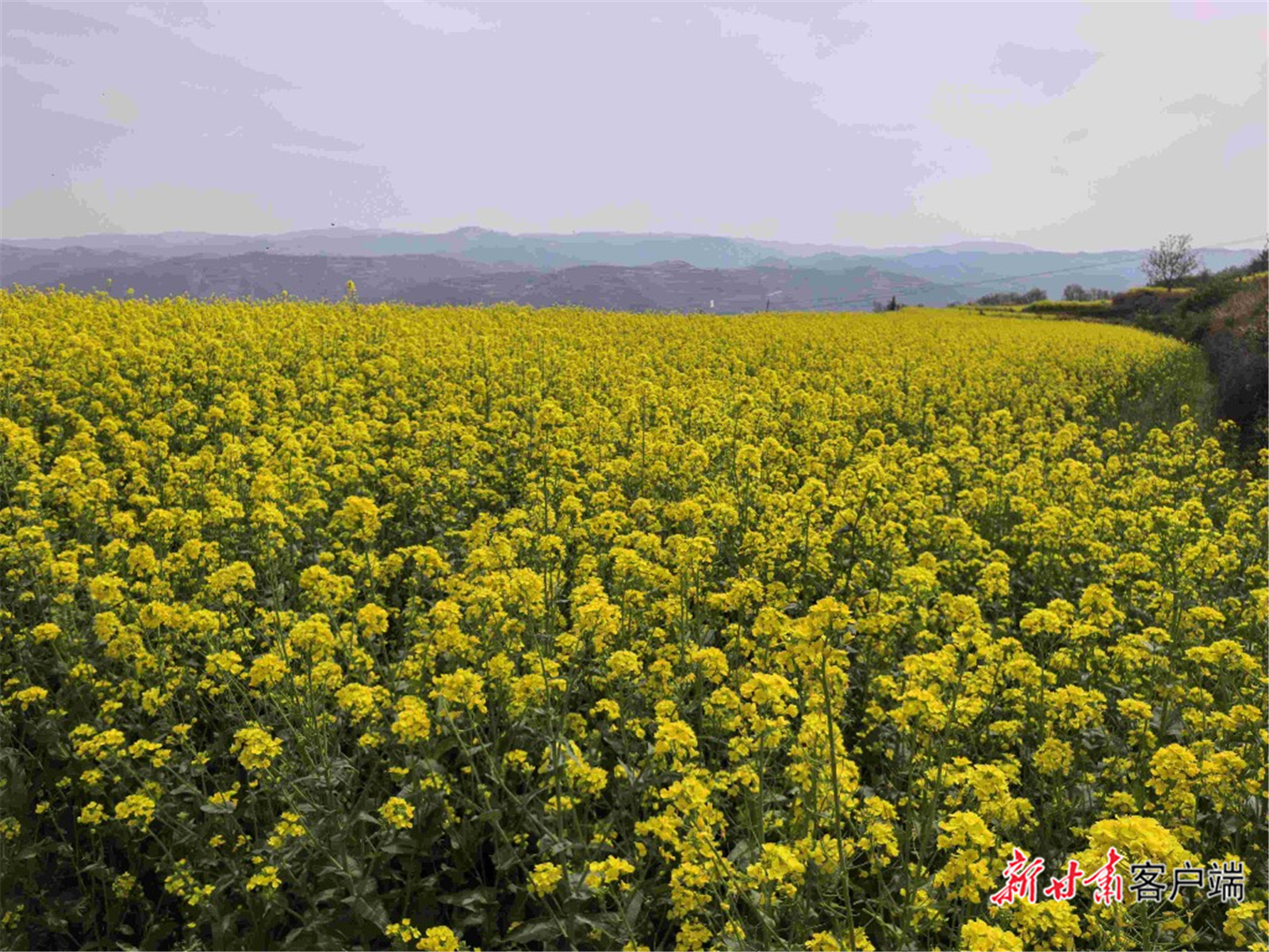 “天油1358”油菜种植示范基地