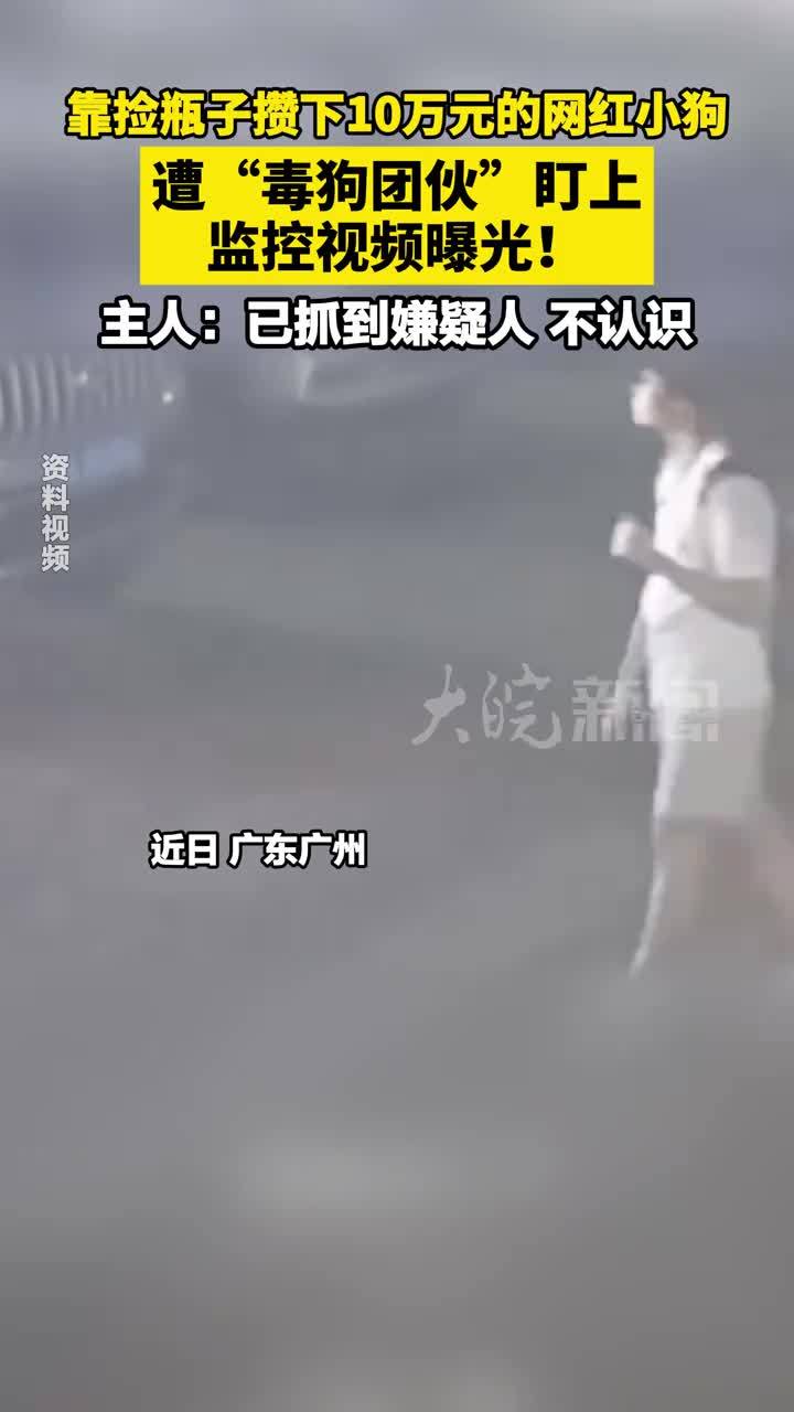靠捡瓶子攒下10万元的网红小狗  遭“毒狗团伙”盯上，监控视频曝光！主人：已抓到嫌疑人