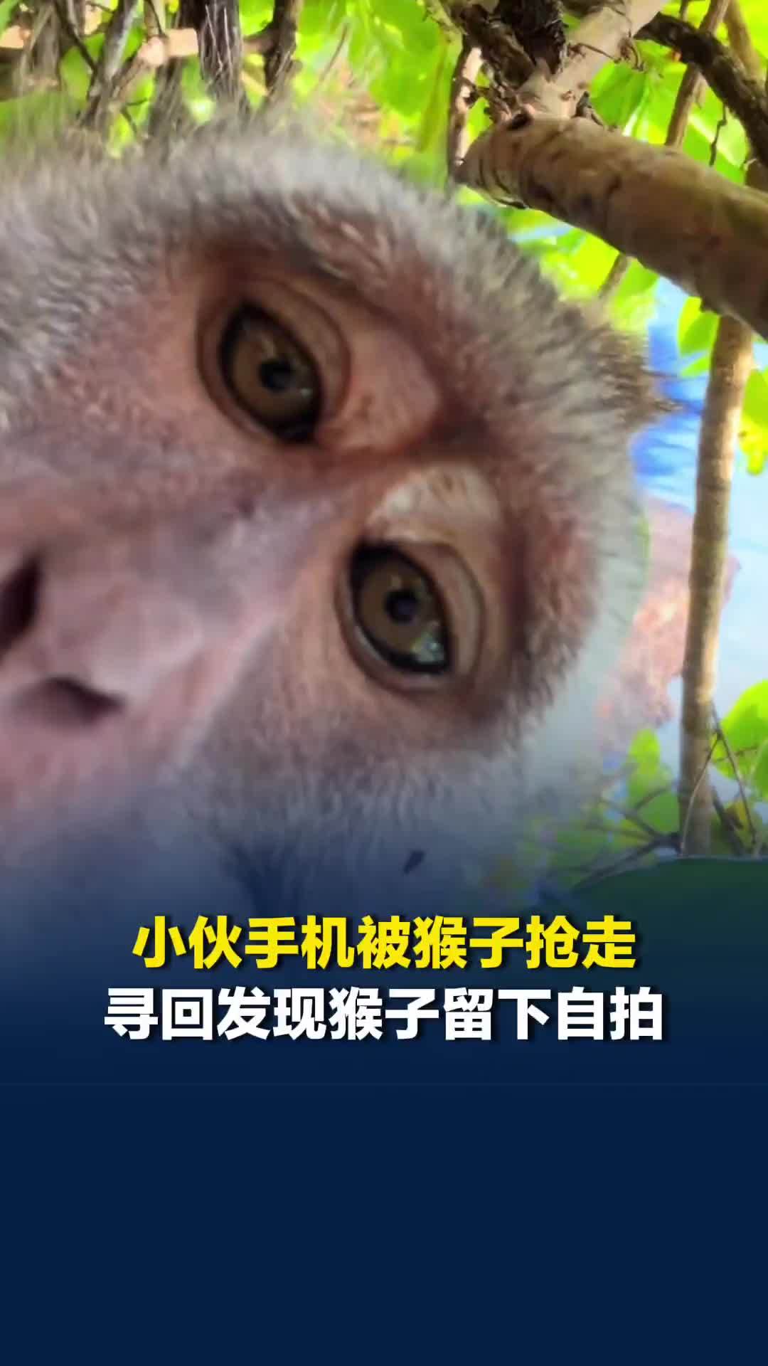 小伙旅游手机被猴子抢走，寻回后发现猴子留下23秒自拍视频