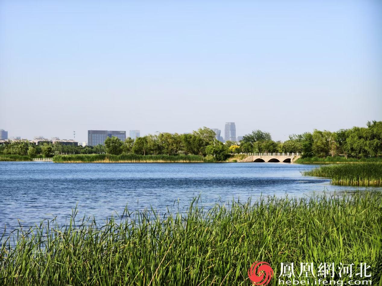 石家庄滹沱河畔石桥卧水芦苇青青风光正好