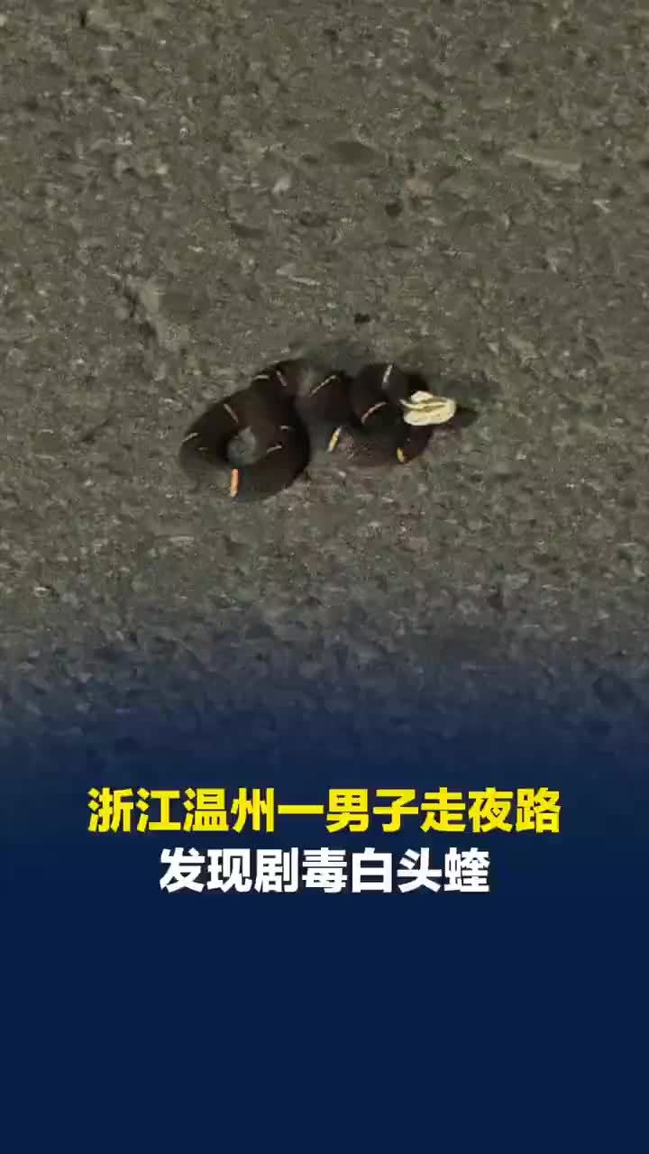 温州一男子走夜路发现毒蛇白头蝰