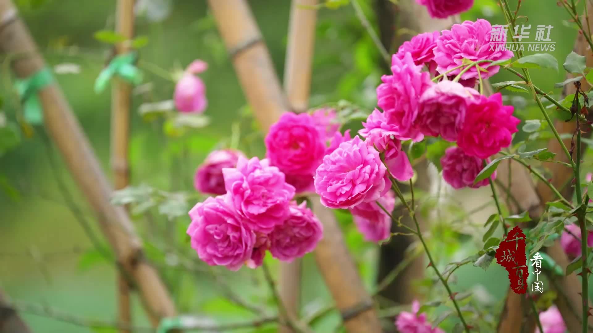 千城百县看中国·赏花季｜湖南双清：满墙蔷薇开